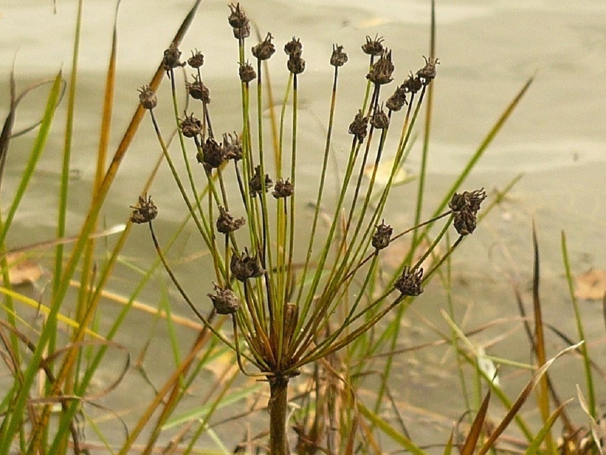 Butomus umbellatus (Butomaceae)